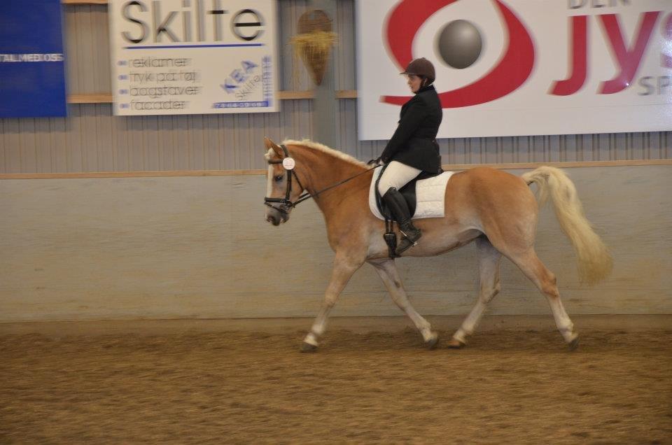 Tyroler Haflinger Aron II "BEBSEN" billede 11