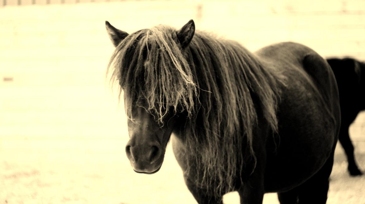 Shetlænder Morticia <3 (tidligere Trunte) billede 1