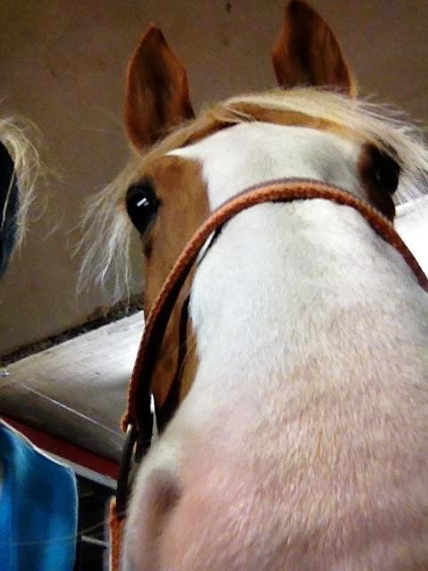 Anden særlig race sally billede 4