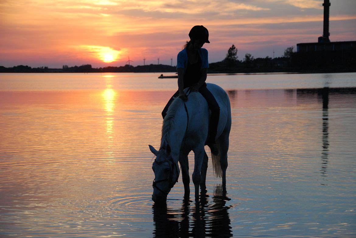 Irsk Sportspony Rahscanlon Lad  - White beauty - billede 14
