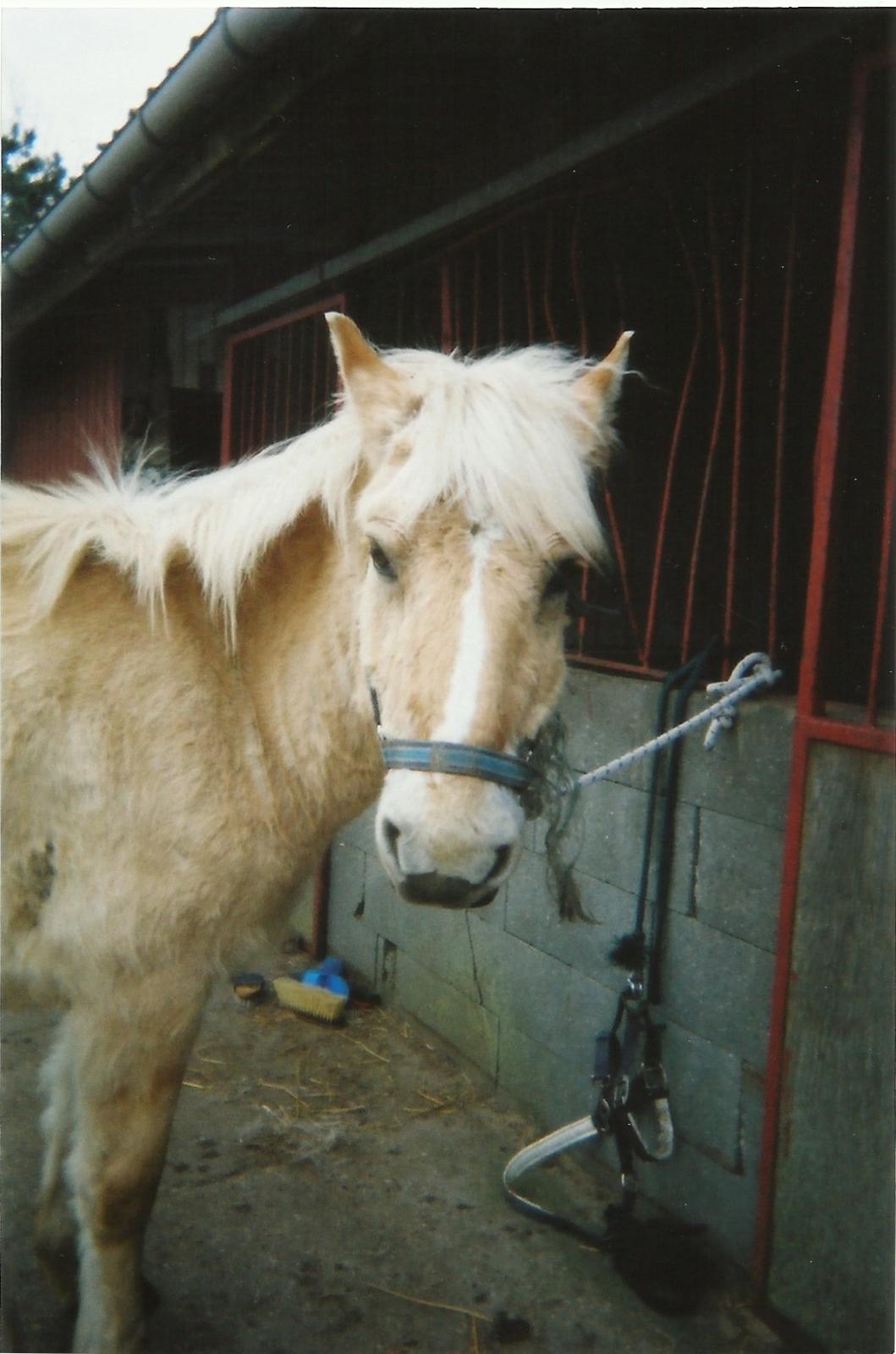 Anden særlig race Pippi billede 7