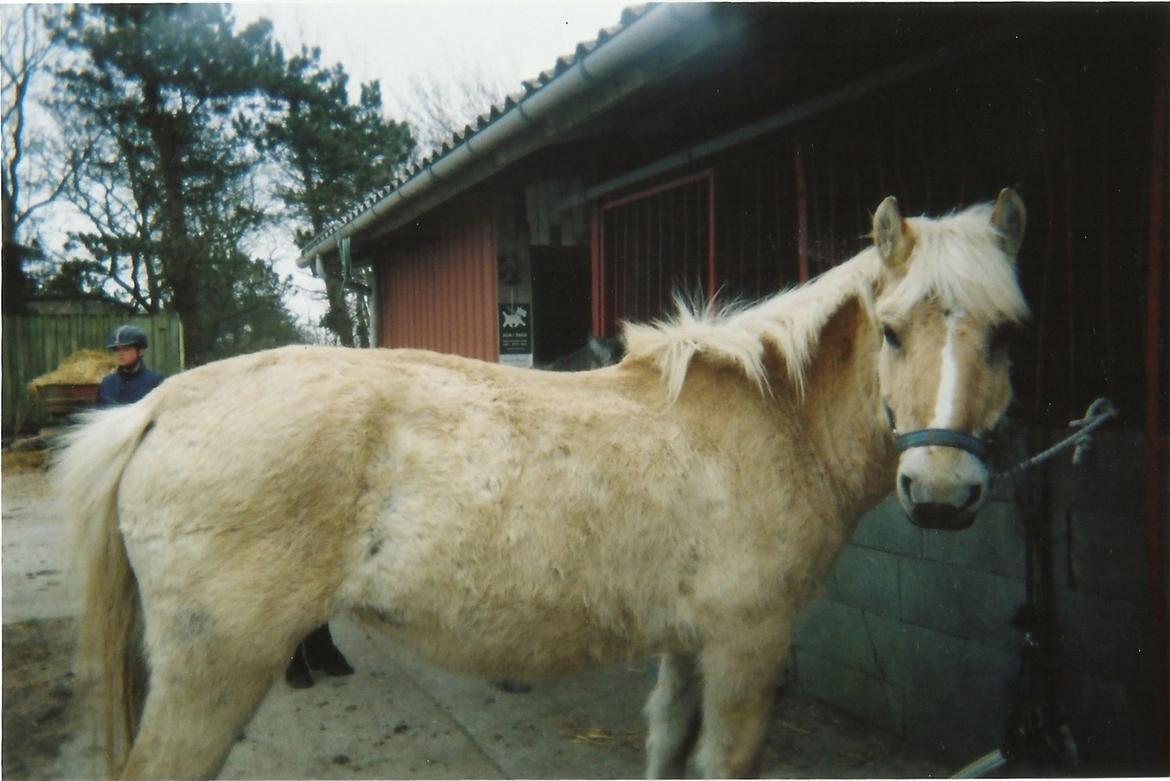 Anden særlig race Pippi billede 3