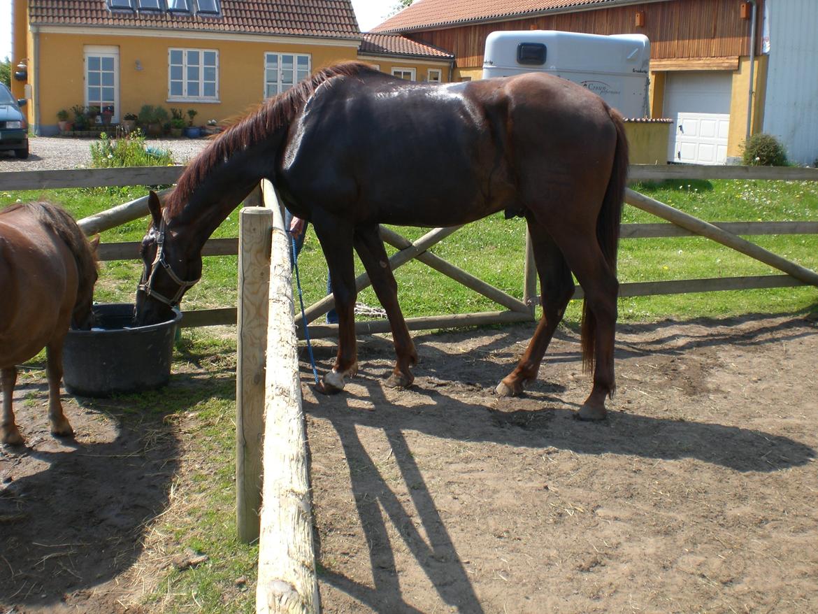 Dansk Varmblod Alby's Don de Luxe billede 11