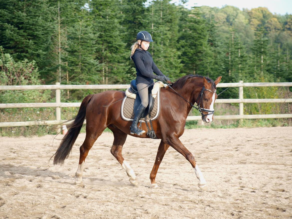 Dansk Varmblod Knudsmarks Rubin billede 2