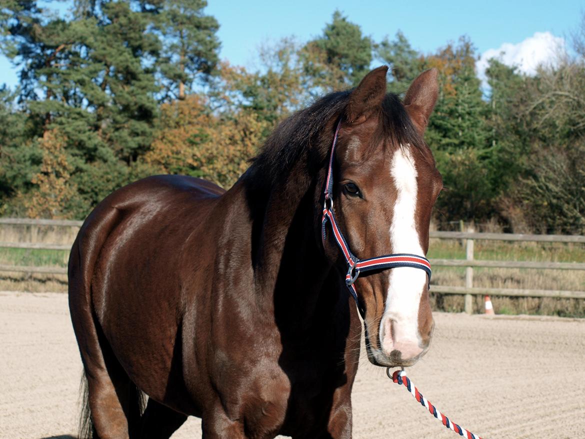 Dansk Varmblod Knudsmarks Rubin billede 3