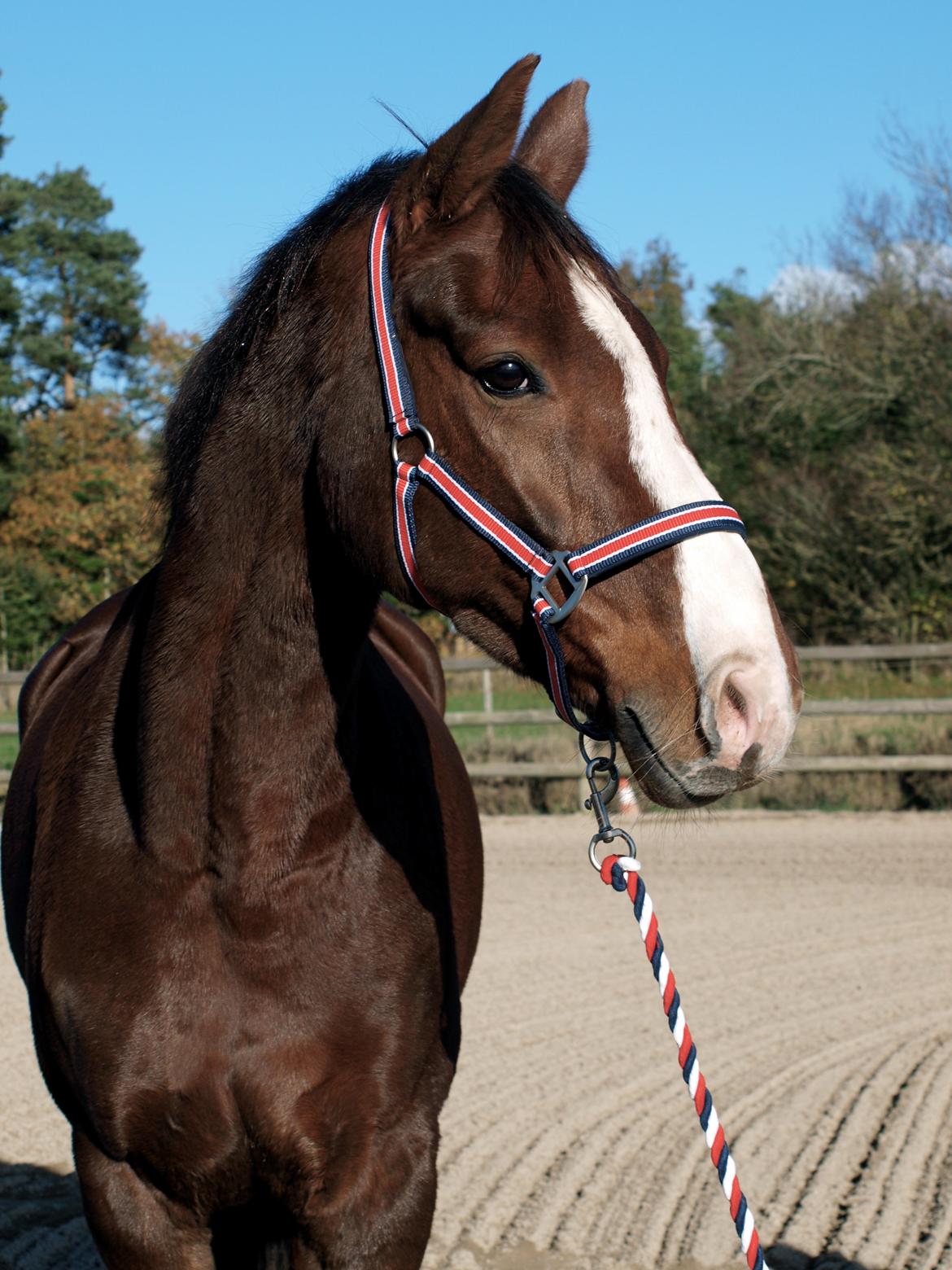 Dansk Varmblod Knudsmarks Rubin billede 4