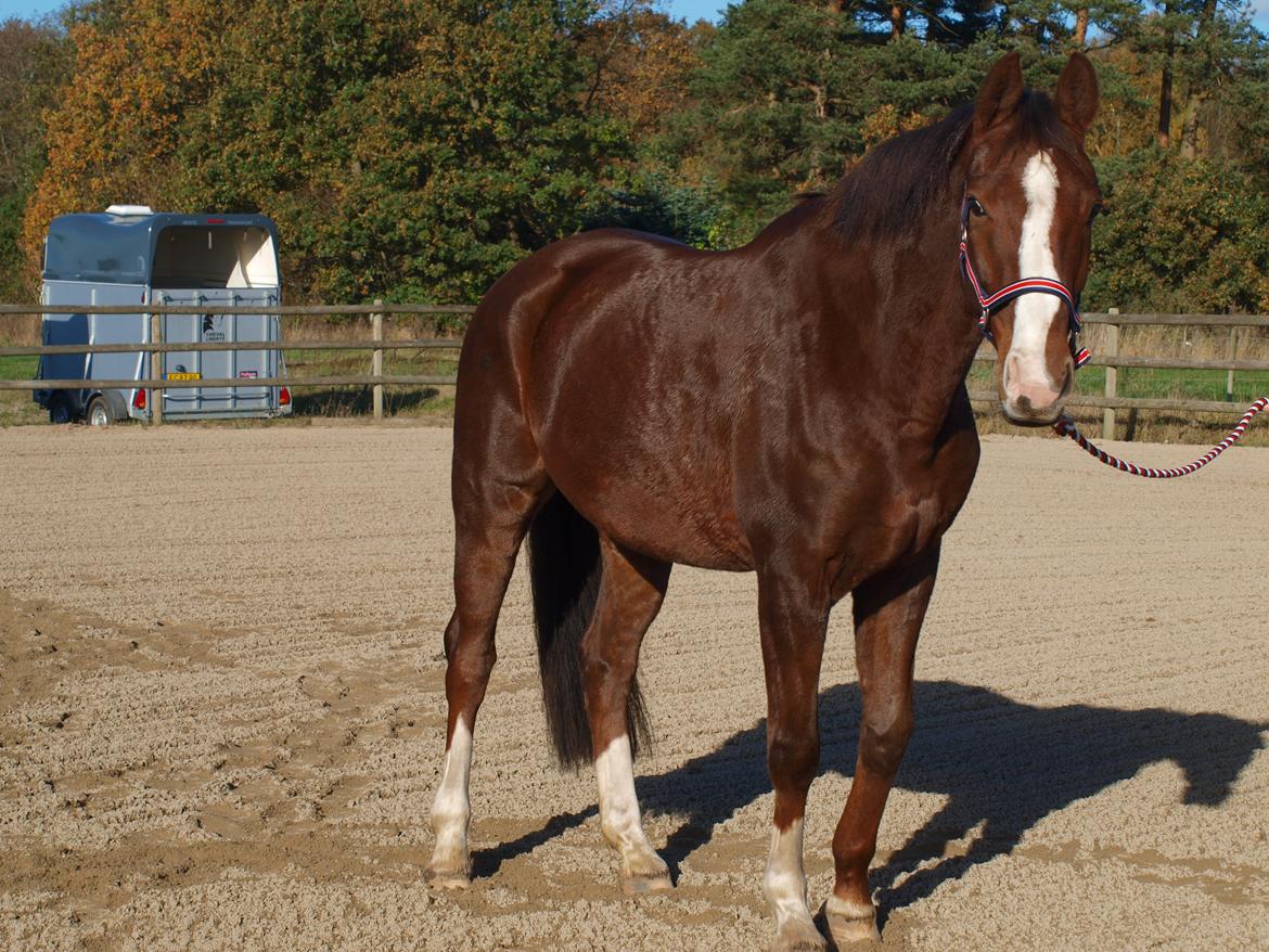 Dansk Varmblod Knudsmarks Rubin billede 5