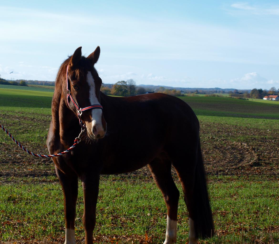 Dansk Varmblod Knudsmarks Rubin billede 1
