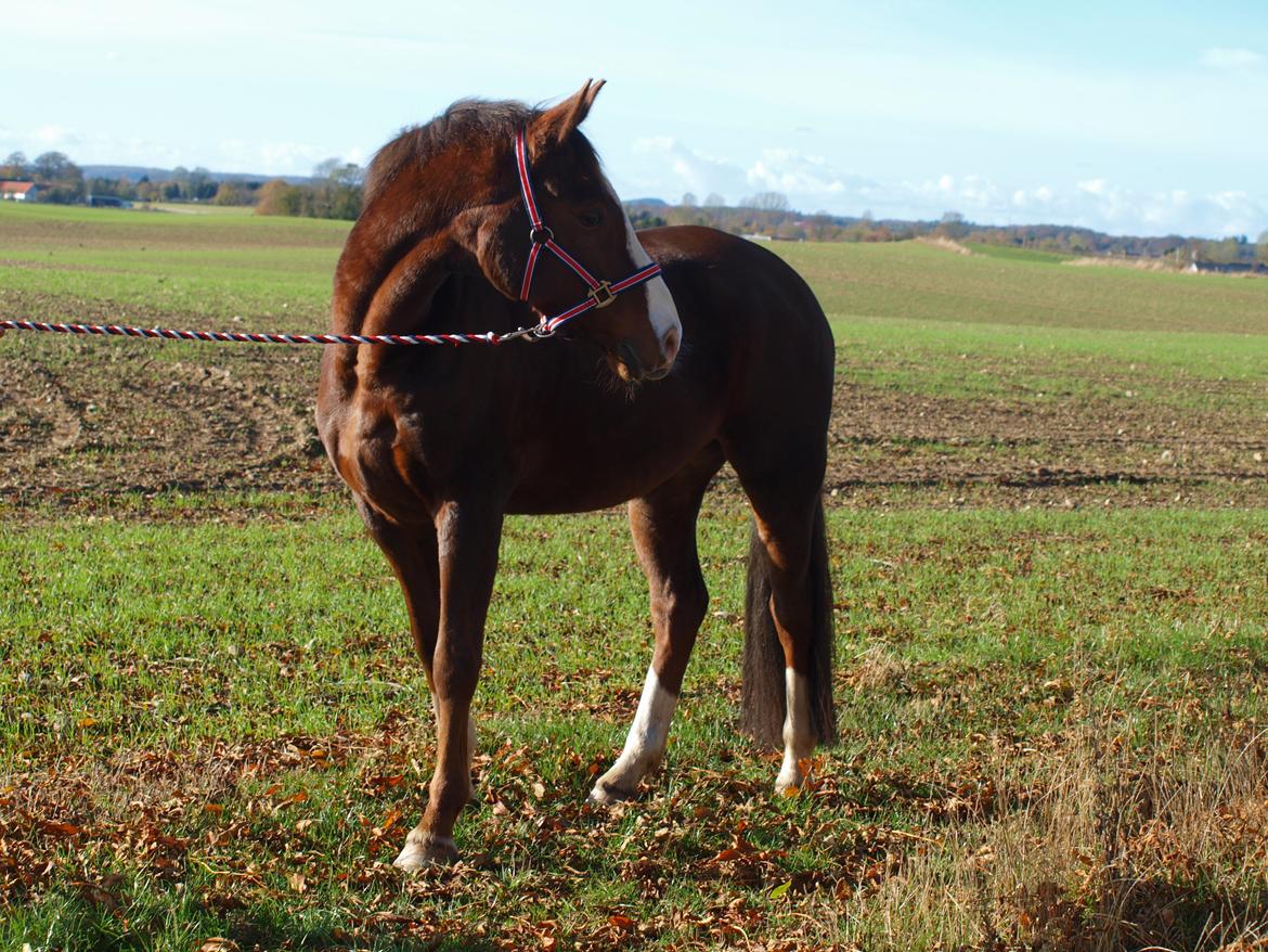 Dansk Varmblod Knudsmarks Rubin billede 6