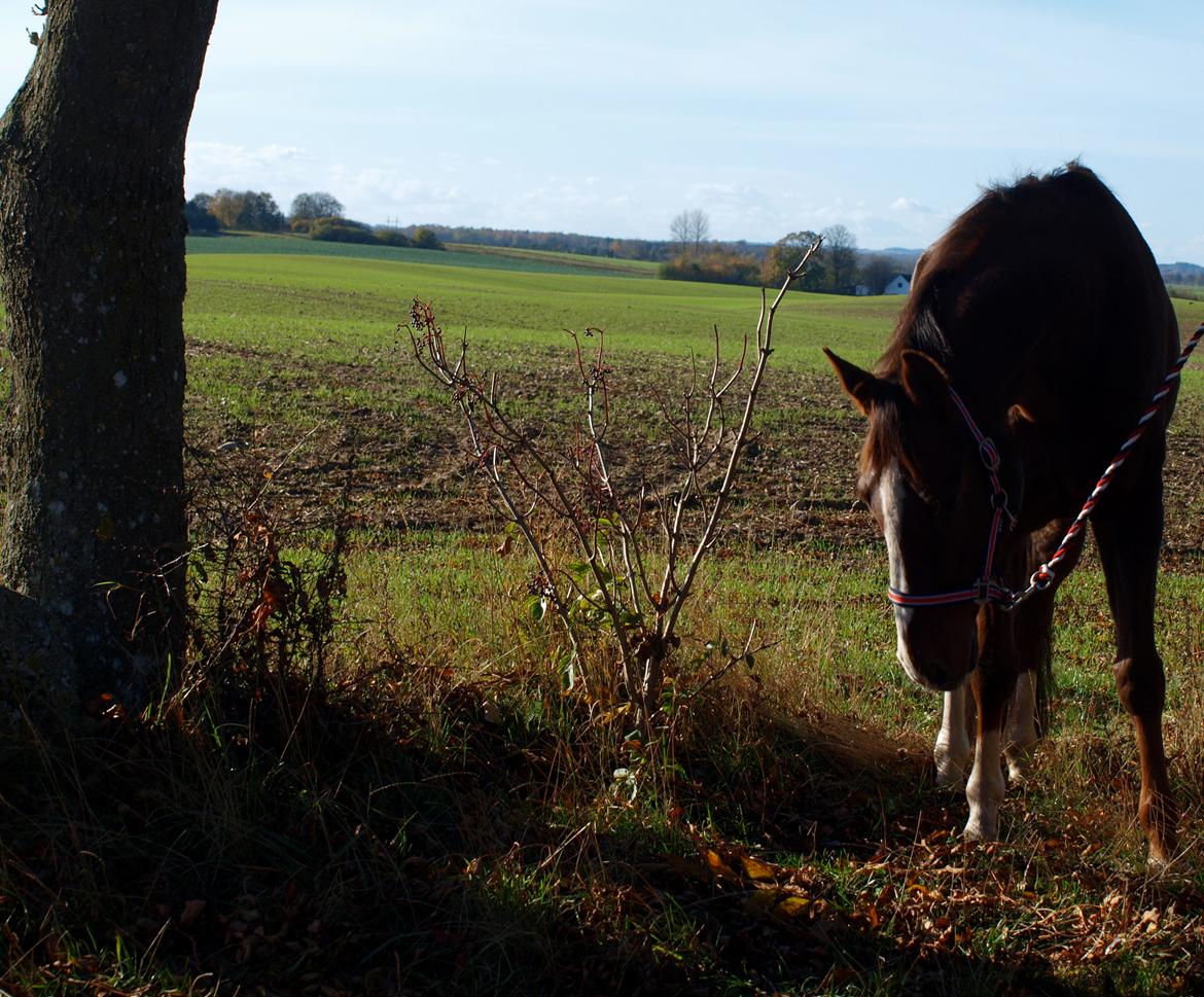 Dansk Varmblod Knudsmarks Rubin billede 7