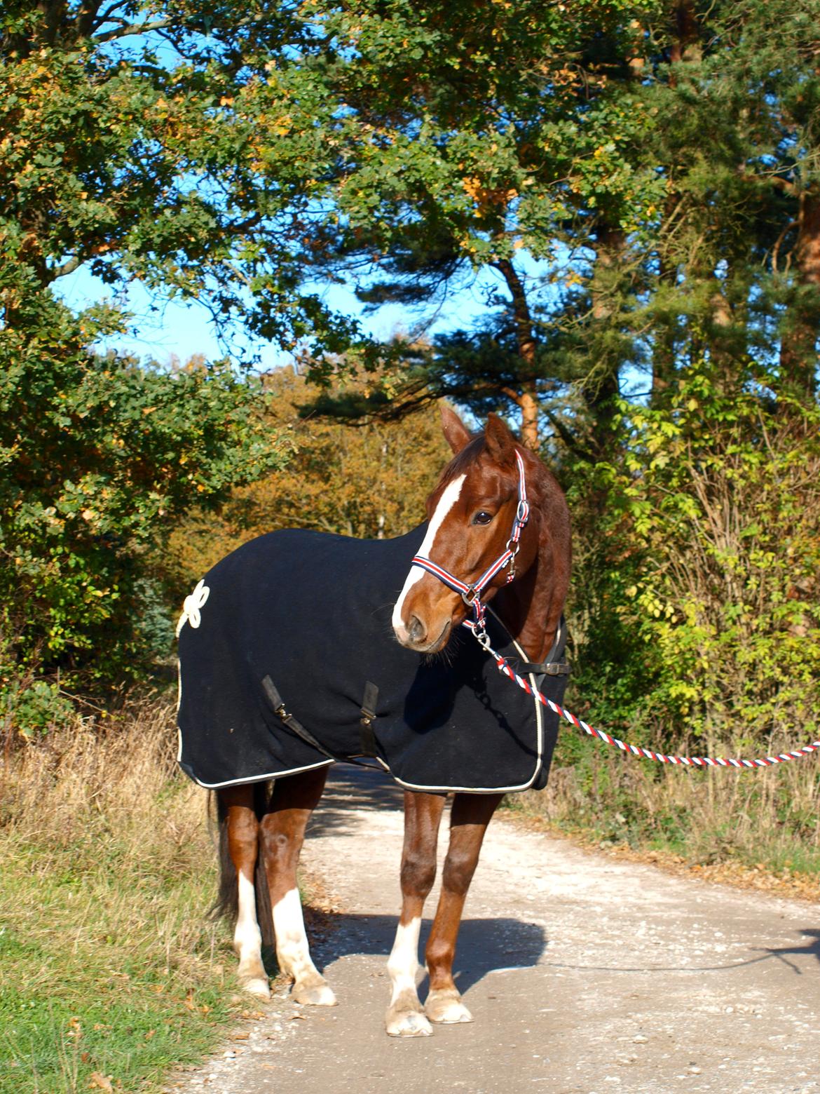 Dansk Varmblod Knudsmarks Rubin billede 8