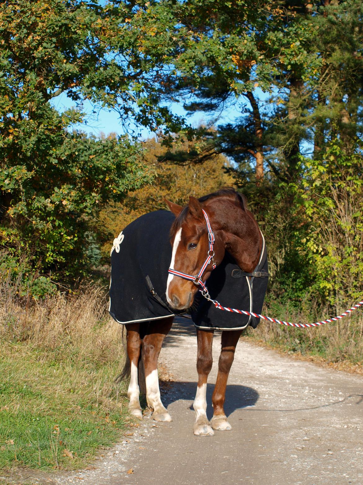 Dansk Varmblod Knudsmarks Rubin billede 9
