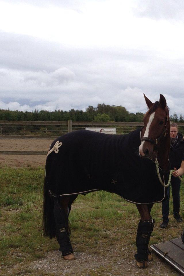 Dansk Varmblod Knudsmarks Rubin billede 10