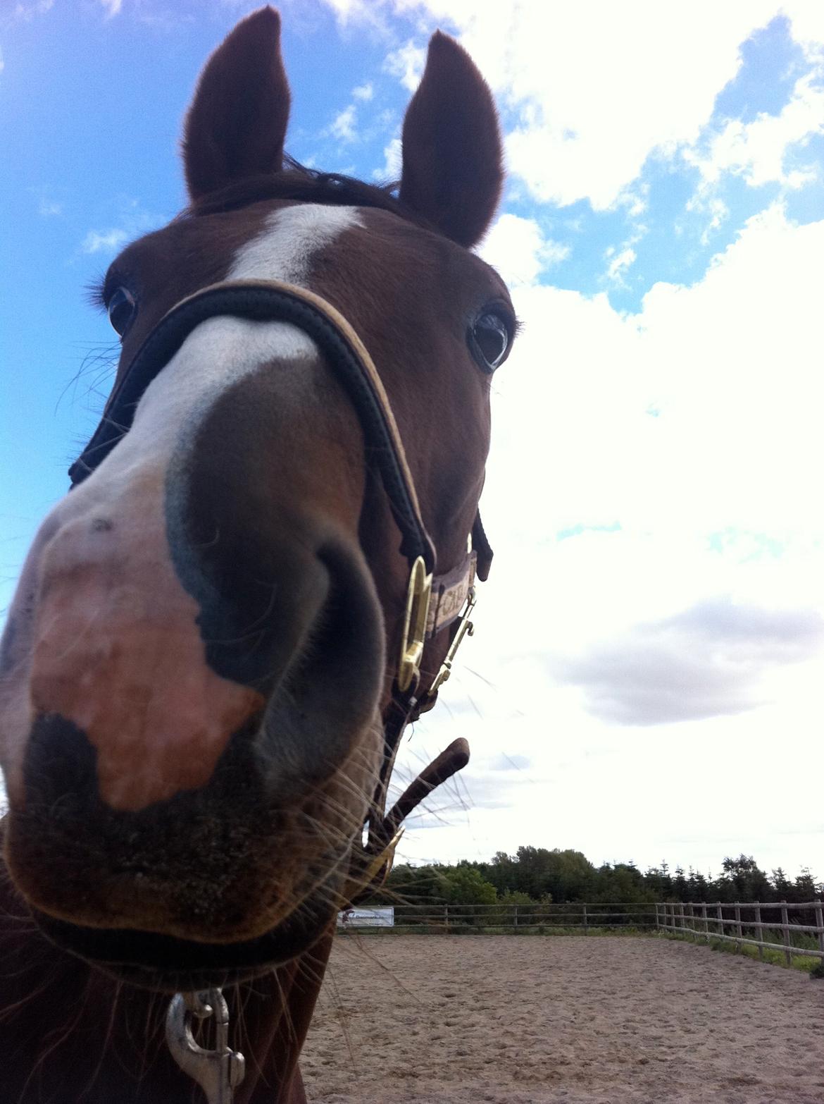 Dansk Varmblod Knudsmarks Rubin billede 11