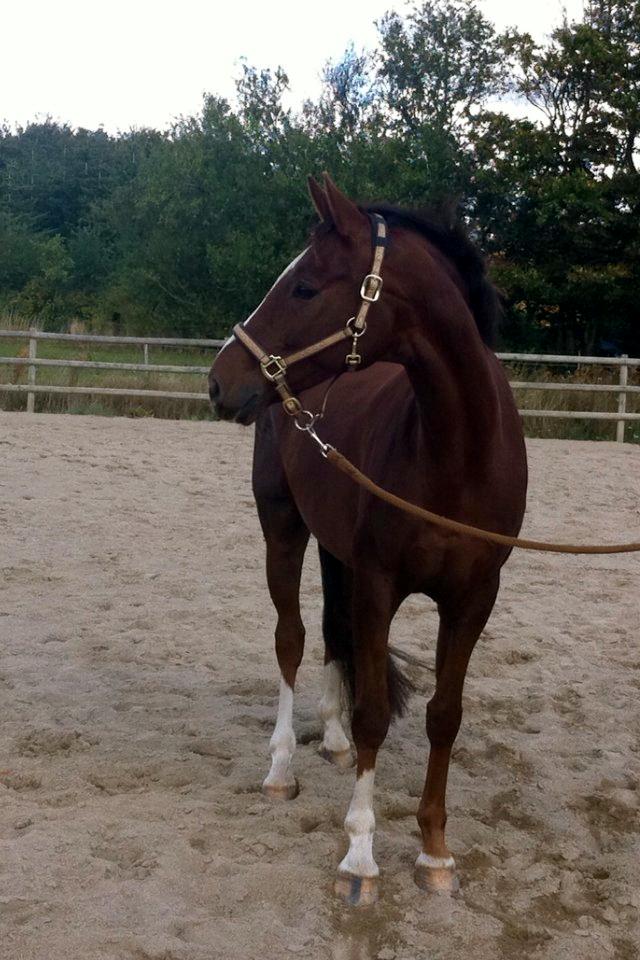 Dansk Varmblod Knudsmarks Rubin billede 12