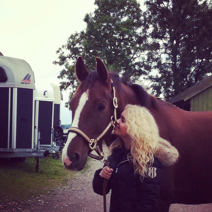 Dansk Varmblod Knudsmarks Rubin billede 13