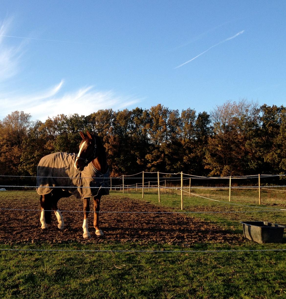 Dansk Varmblod Knudsmarks Rubin billede 14
