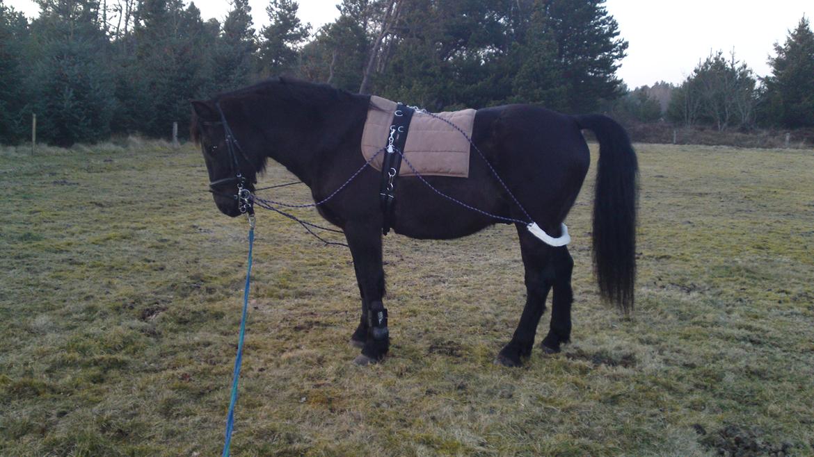 Anden særlig race lindholms black solgt billede 11