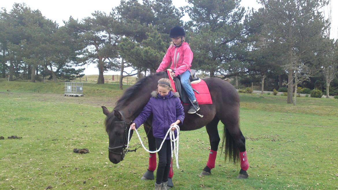 Anden særlig race lindholms black solgt billede 2