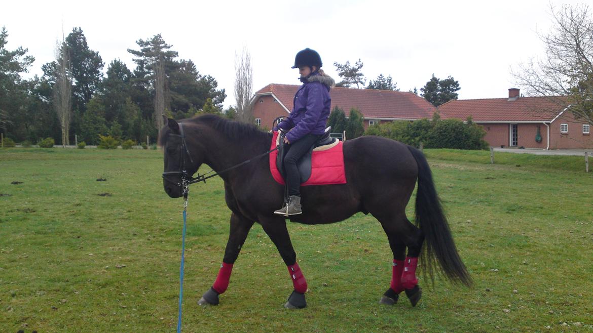 Anden særlig race lindholms black solgt billede 5