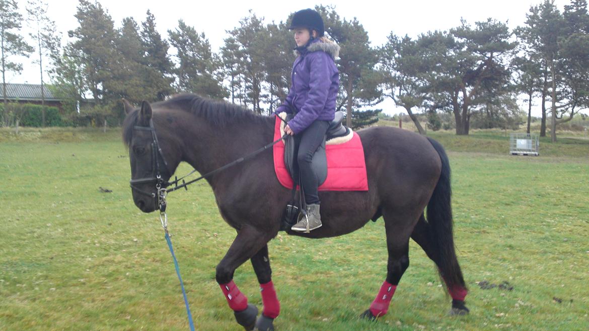 Anden særlig race lindholms black solgt billede 6