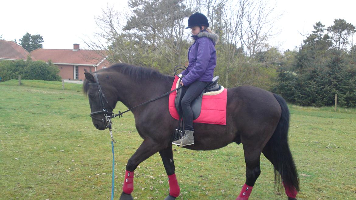 Anden særlig race lindholms black solgt - går så fint med hende det er første gang hun rider på ham billede 4