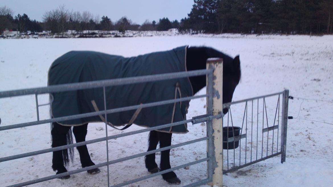 Anden særlig race lindholms black solgt - han elsker mad billede 8