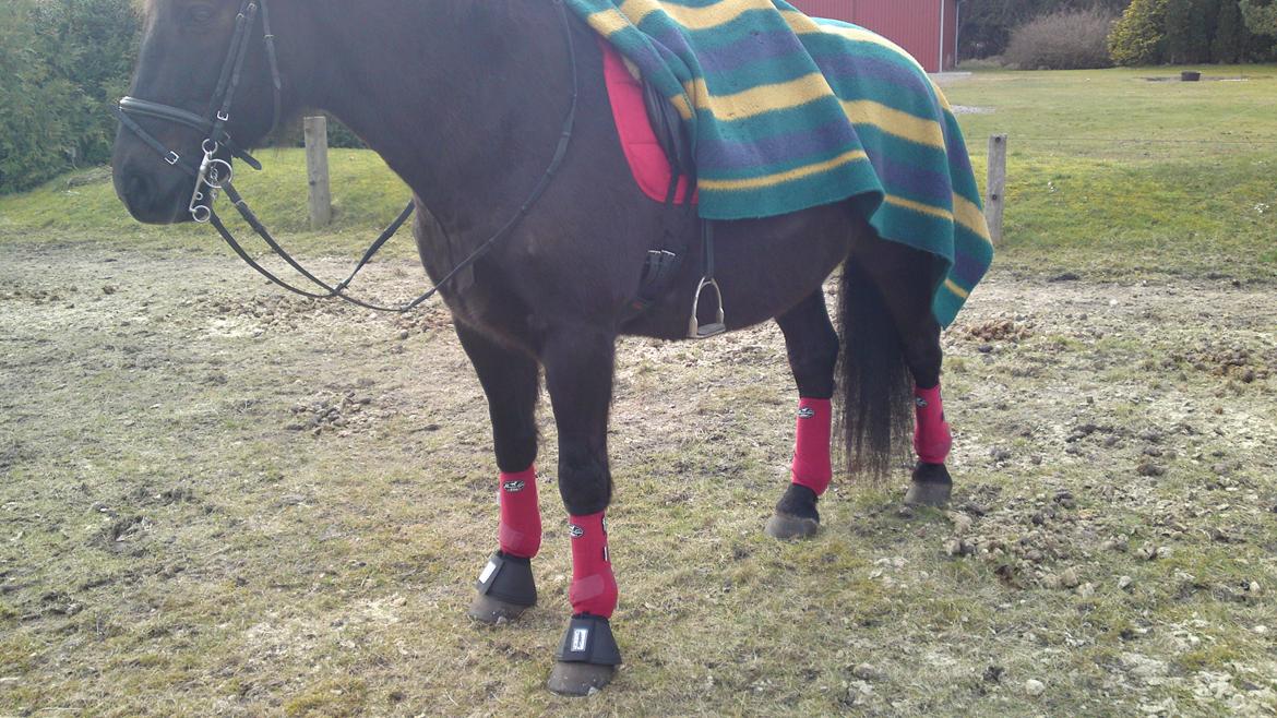 Anden særlig race lindholms black solgt billede 7