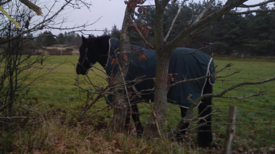 Anden særlig race lindholms black solgt billede 9