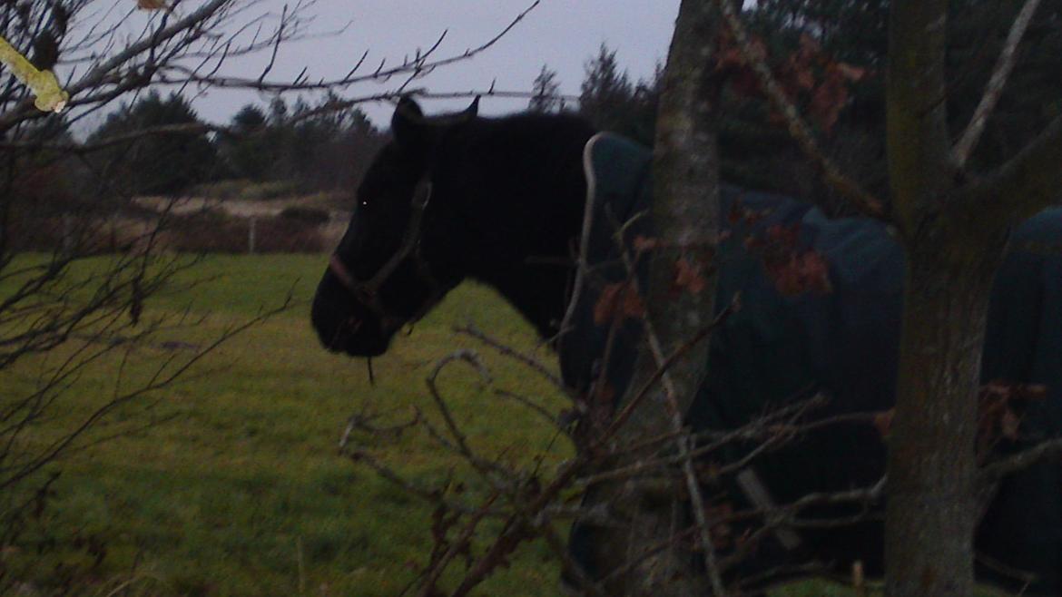 Anden særlig race lindholms black solgt - mums den gren smager godt billede 10