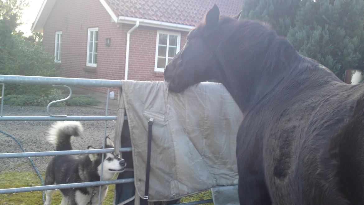 Anden særlig race lindholms black solgt - det dækken skal ikke hænge der billede 12