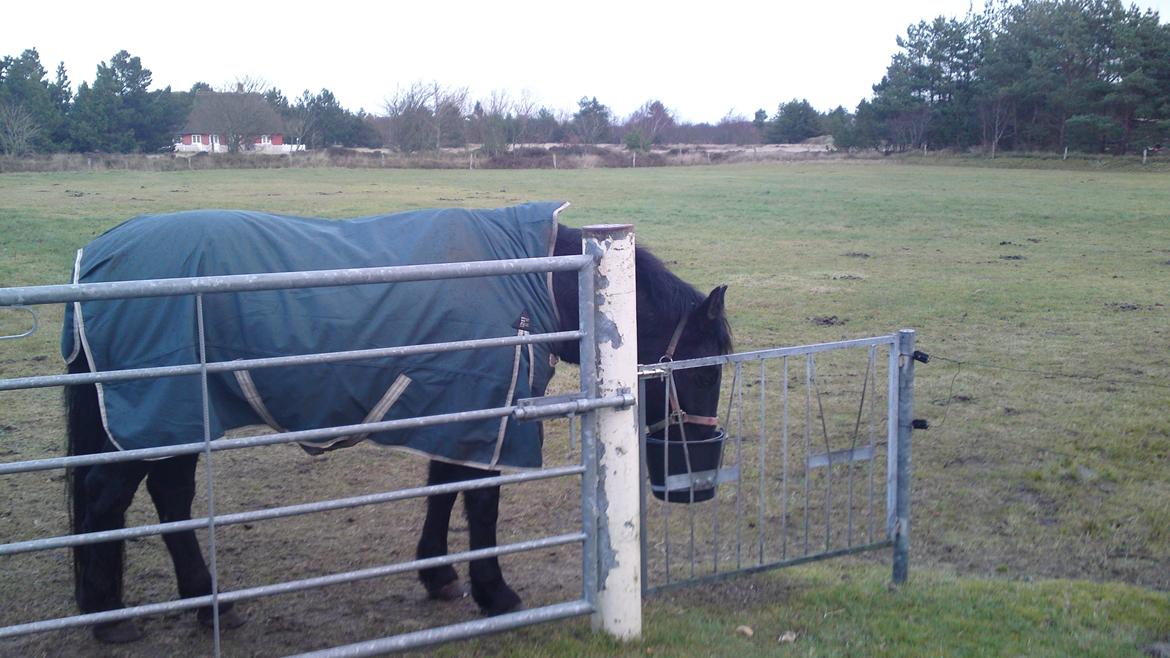 Anden særlig race lindholms black solgt - dejligt med mad billede 13