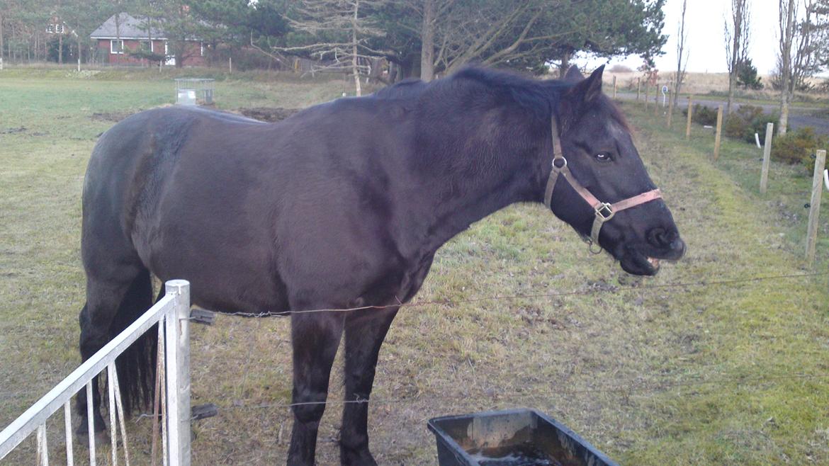 Anden særlig race lindholms black solgt billede 14