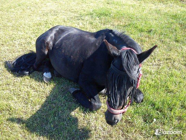 Traver ~Nathaly Prophet~ Medera (Dronningen) billede 15