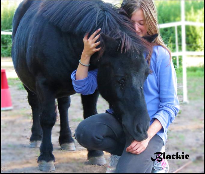 Shetlænder Blackie - Skønt! billede 13