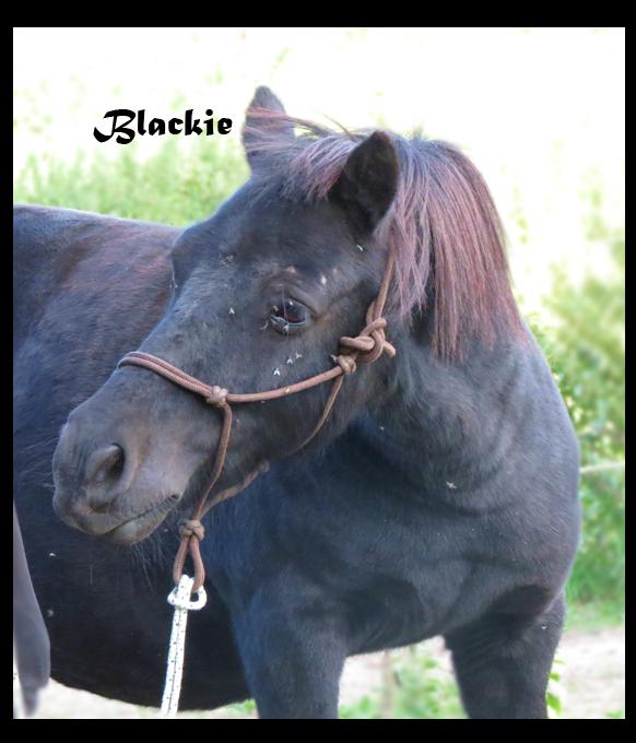 Shetlænder Blackie - Say Blackie, say Blackie and you will be happy! billede 14