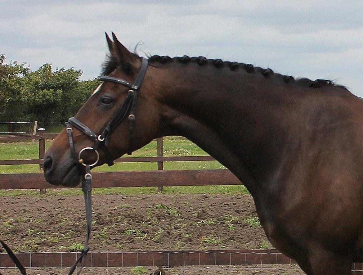 Dansk Varmblod Romance billede 2