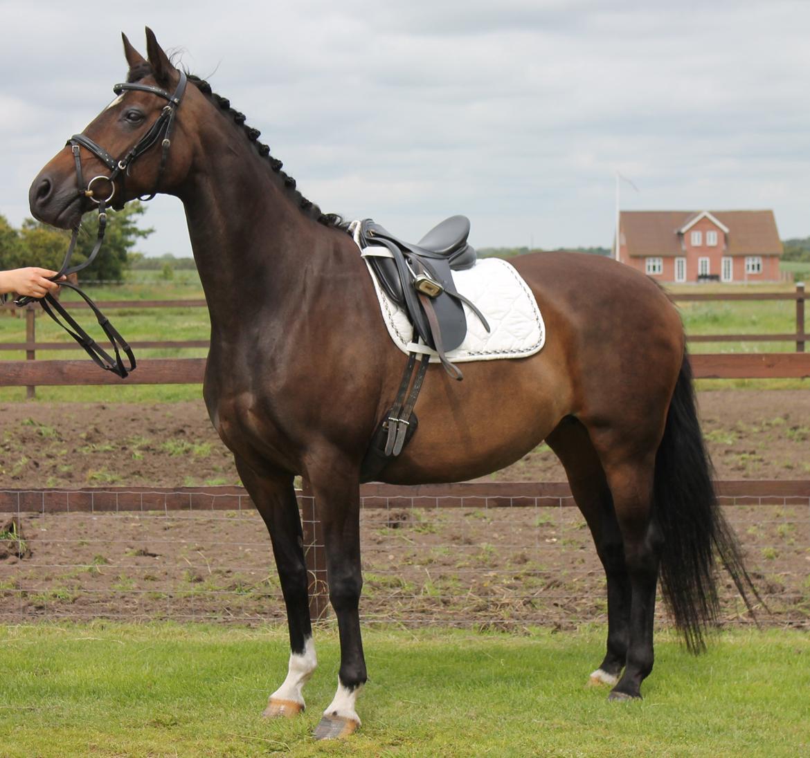 Dansk Varmblod Romance billede 1