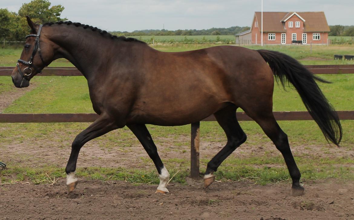 Dansk Varmblod Romance billede 4