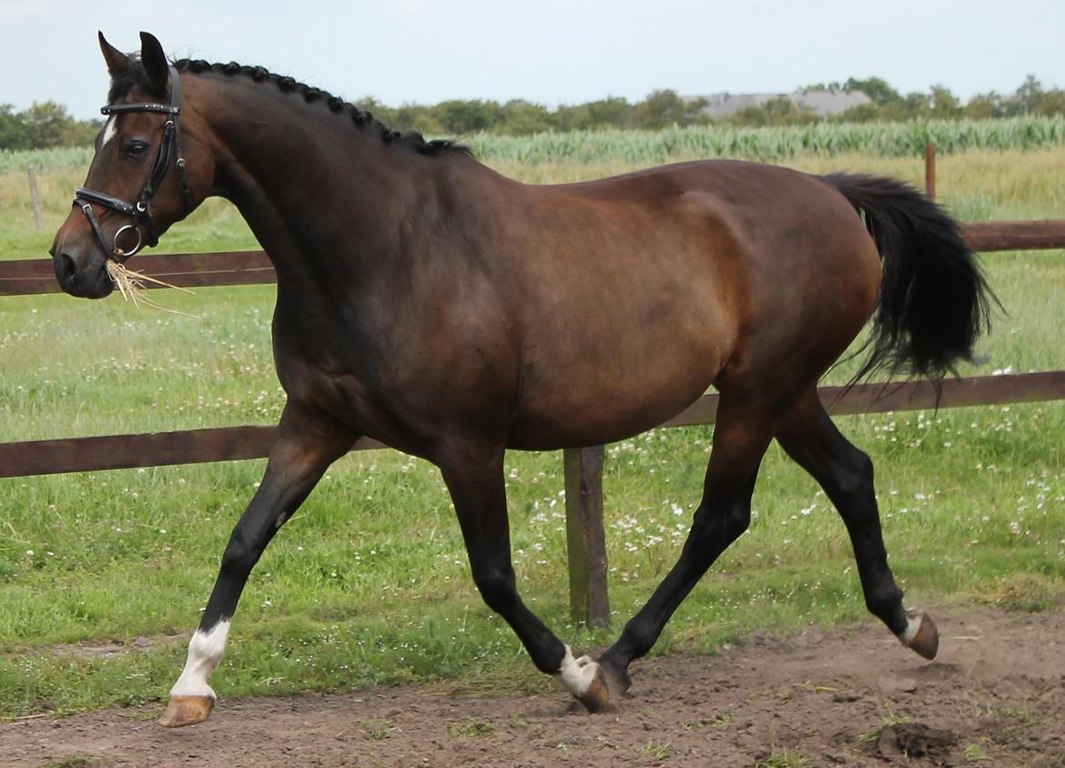 Dansk Varmblod Romance billede 5