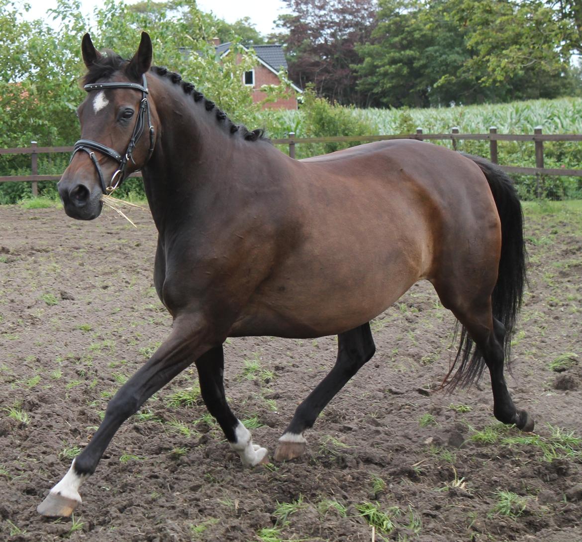 Dansk Varmblod Romance billede 6