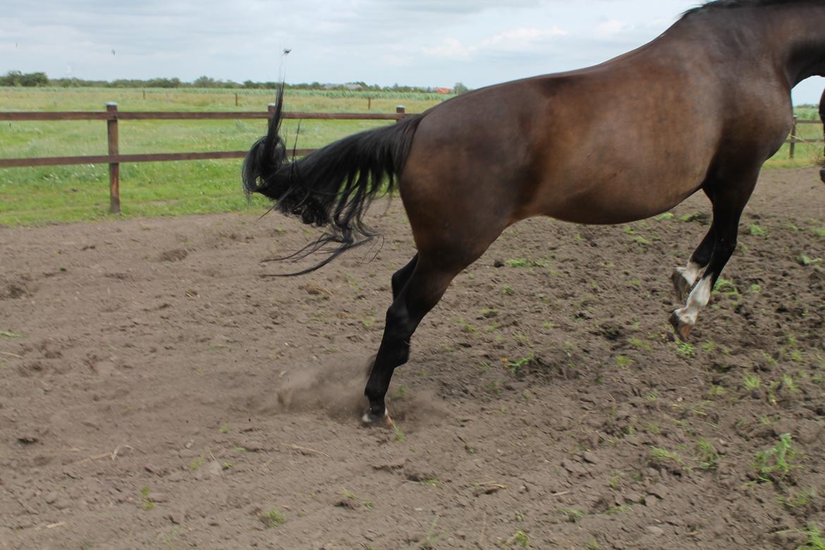 Dansk Varmblod Romance billede 7