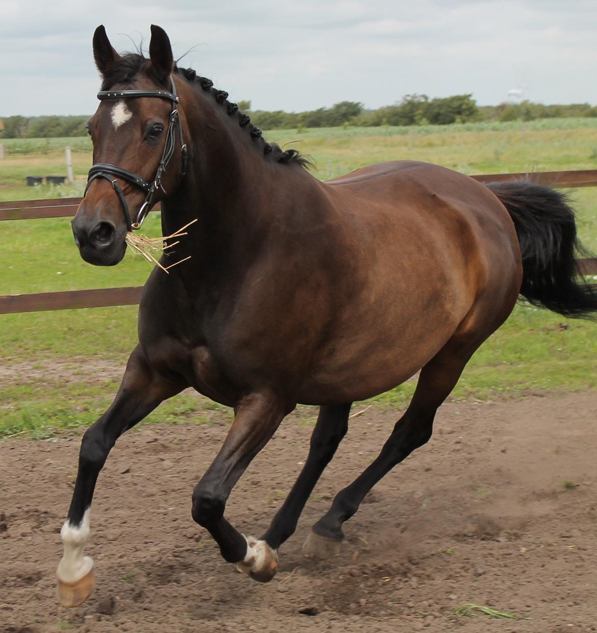 Dansk Varmblod Romance billede 8