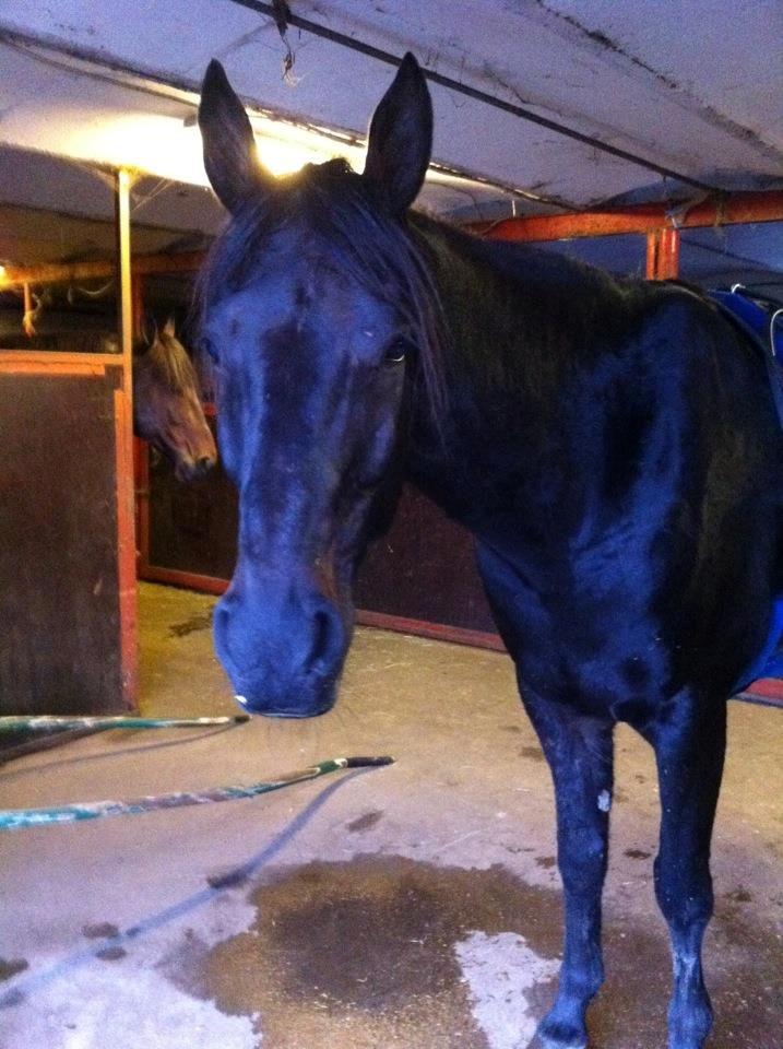 Traver King Of Glory billede 7