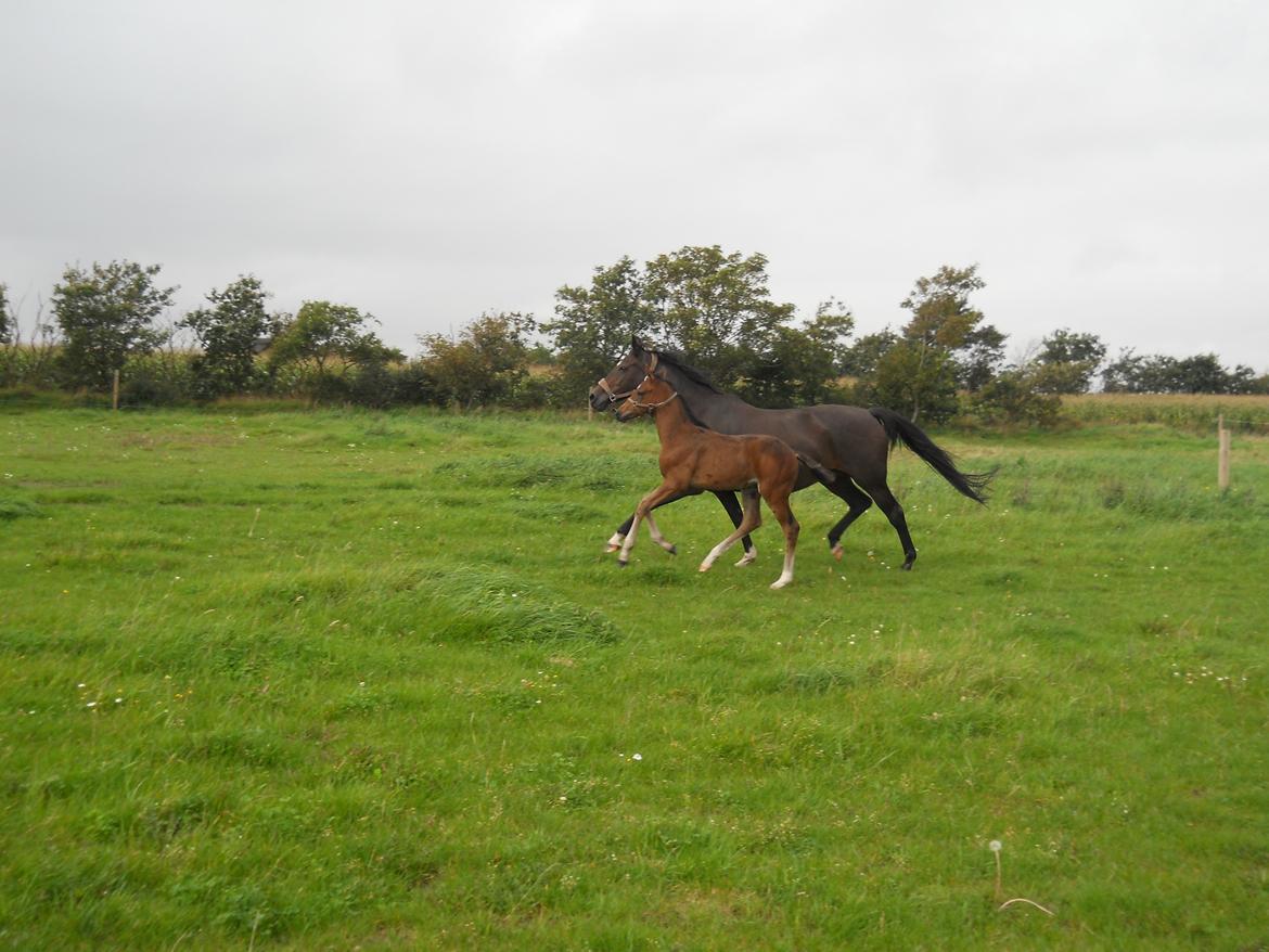 Dansk Varmblod Kashmir z billede 14