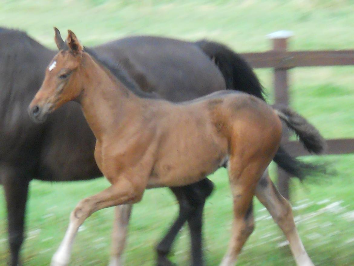 Dansk Varmblod Kashmir z billede 15