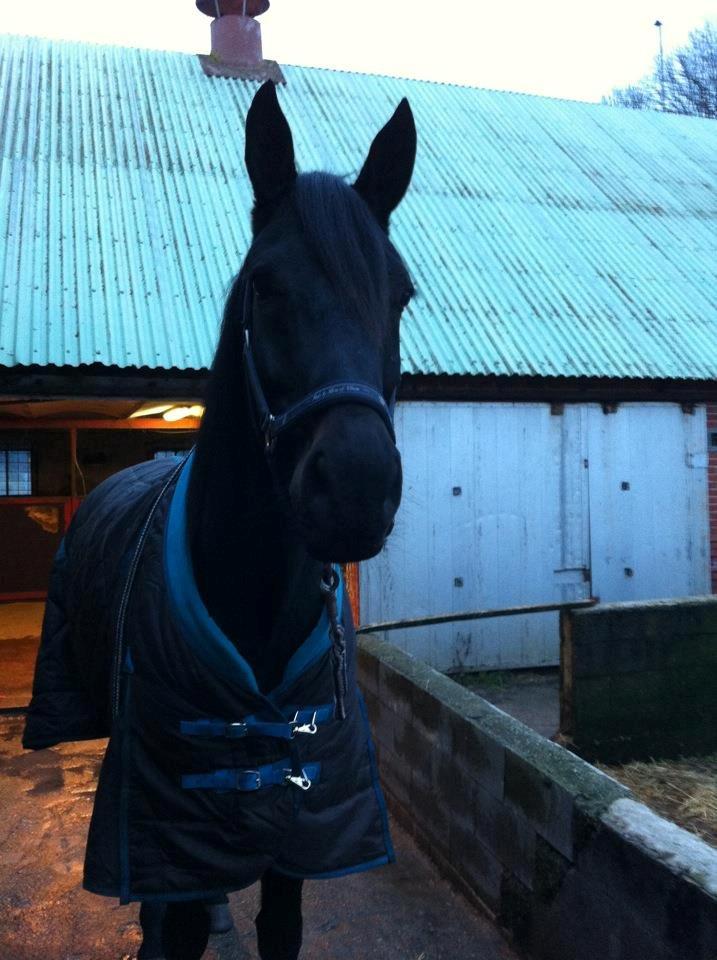 Traver King Of Glory billede 8