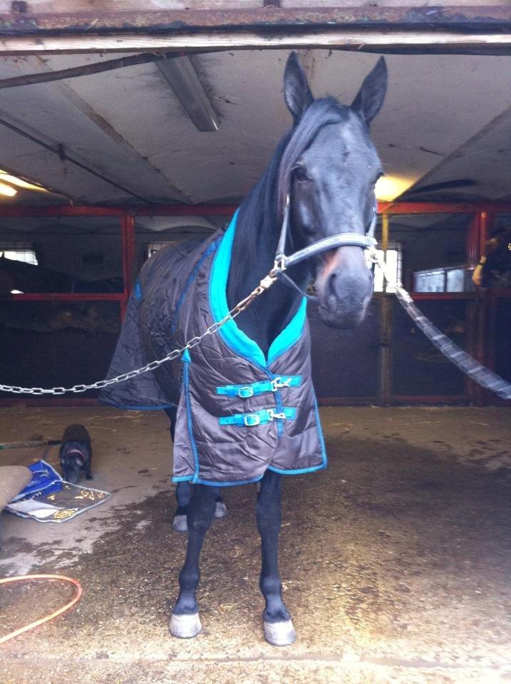 Traver King Of Glory billede 9