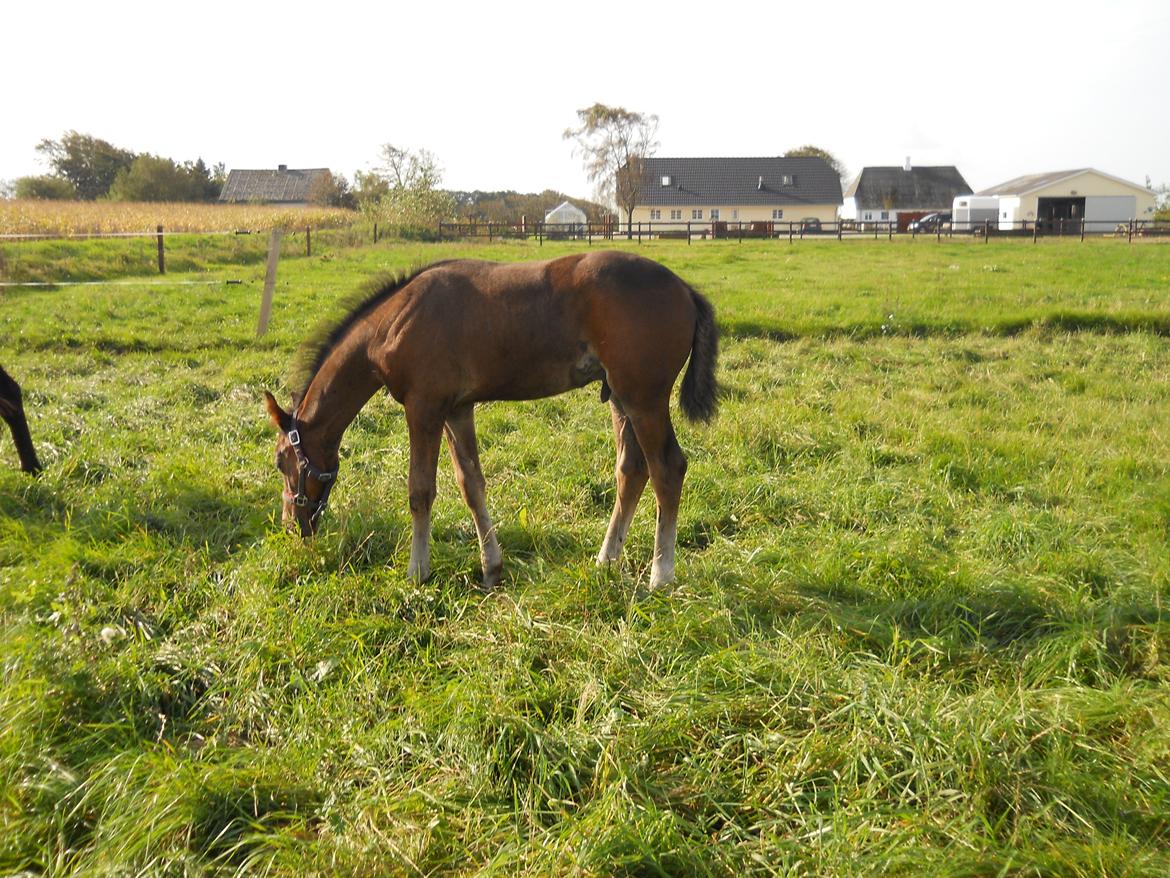 Dansk Varmblod Kashmir z billede 16