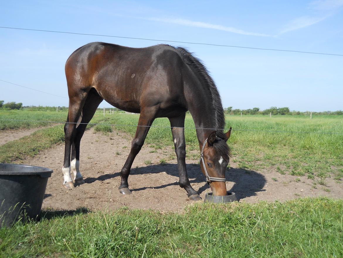 Dansk Varmblod Kashmir z billede 17